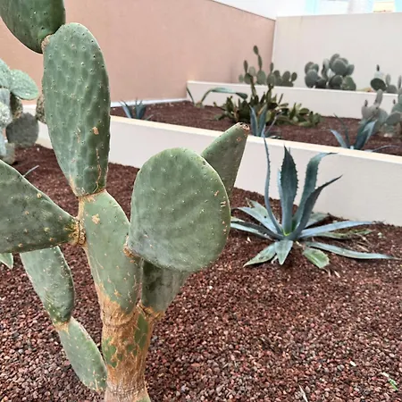 225, Coral A La De La Conque *