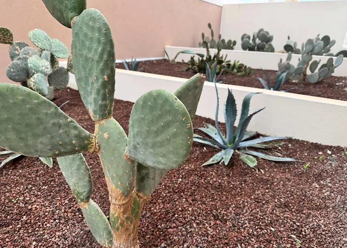 225, Coral A La De La Conque *